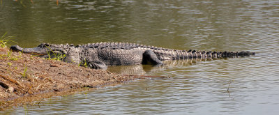 American Alligator 2014-12-08