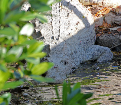 American Crocodile 2014-12-13