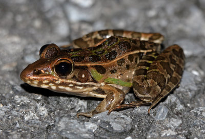 Florida Leopard Frog 2014-12-10
