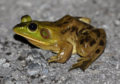 Pig Frog 2014-12-13