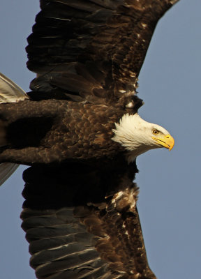 Bald Eagle 2015-01-18