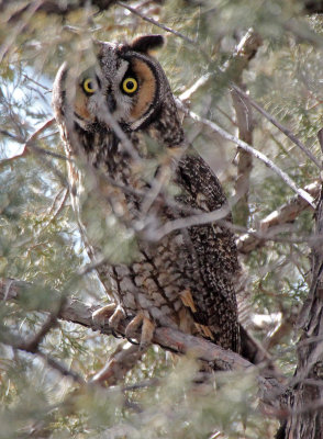 Long-eared Owl 2015-01-25