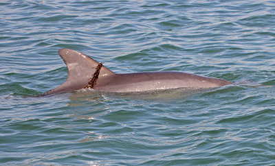 Bottlenose Dolphin 2014-12-11