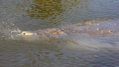 West Indian Manatee 2014-12-13