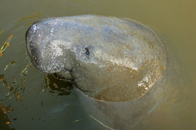 West Indian Manatee 2014-12-13