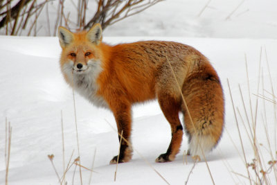 Red Fox 2015-02-08
