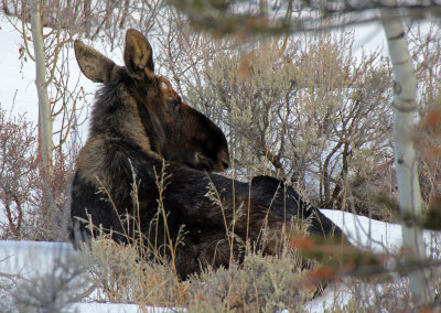 Moose 2014-02-08