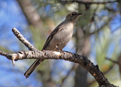 Townsend's Solitaire 2015-02-19