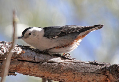 White-breasted Nuthatch 2015-02-19