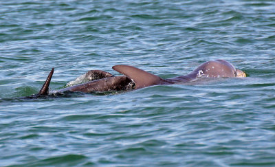 Common Bottlenose Dolphin 2014-12-11