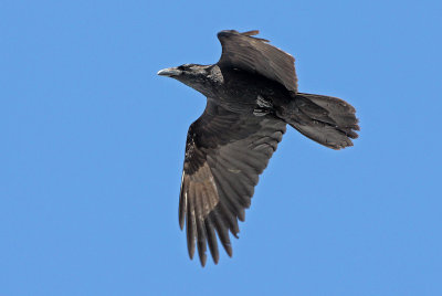Common Raven 2015-03-07