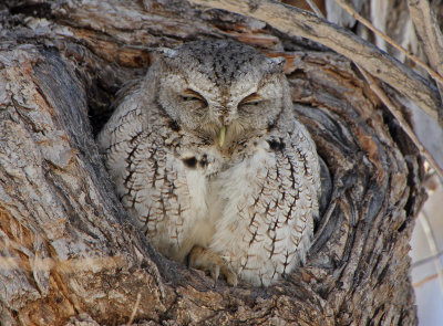 Eastern Screech-Owl 2015-03-07