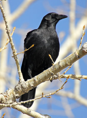 American Crow 2015-03-15