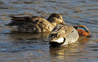 Green-winged Teal 2015-03-15