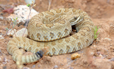 Midget-faded Rattlesnake 2014-06-08