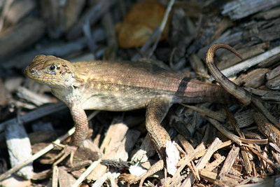 Northern Curly-tailed Lizard 2007-10-12