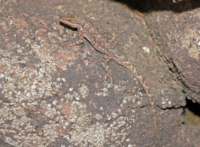 Northern Tree Lizard 2104-06-06