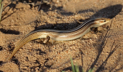 Northern Many-lined Skink 2015-04-06