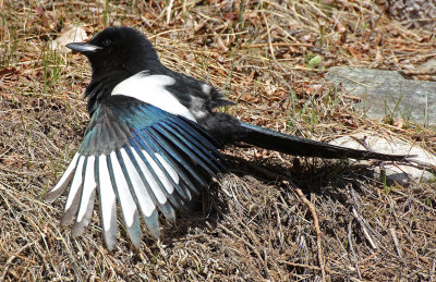Black-billed Magpie 2015-04-05