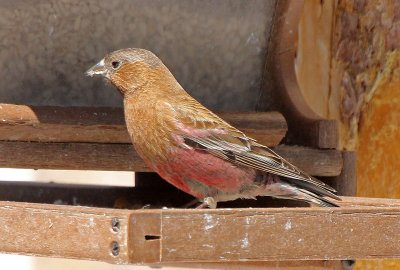 Brown-capped Rosy-Finch 2015-04-05