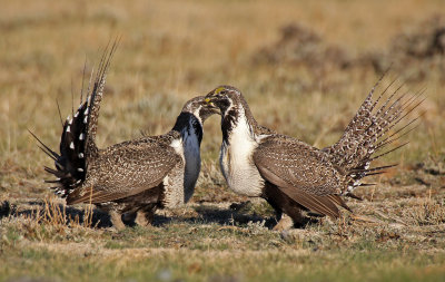 Greater Sage-Grouse 2015-04-05