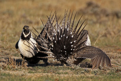 Greater Sage-Grouse 2015-04-05