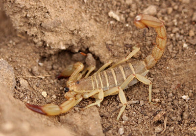 Common Bark Scorpion 2015-04-12