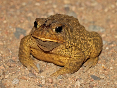 Woodhouse's Toad 2015-04-11