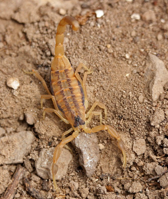 Common Bark Scorpion 2015-05-02
