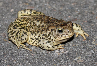 Woodhouse's Toad 2015-04-30