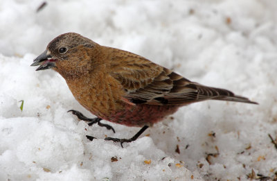 Brown-capped Rosy-Finch 2015-04-20