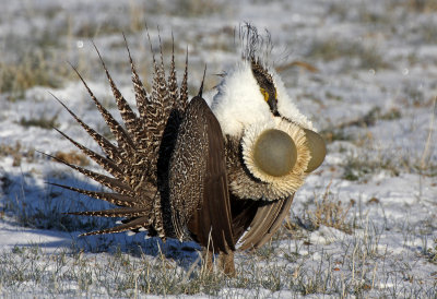 Greater Sage-Grouse 2015-04-20