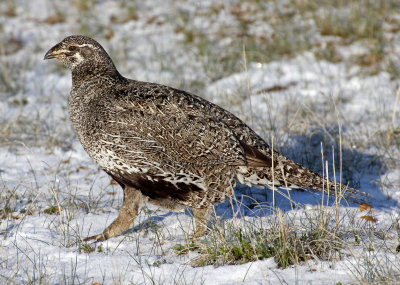 Greater Sage-Grouse 2015-04-20