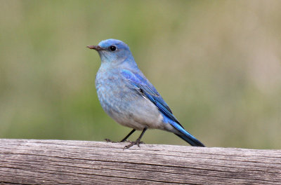 Mountain Bluebird 2015-04-20