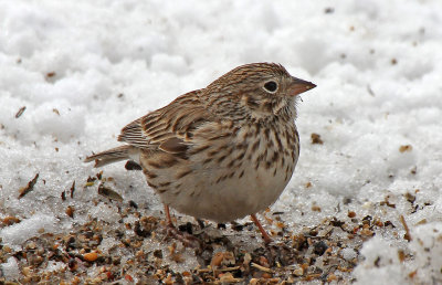 Vesper Sparrow 2015-04-20