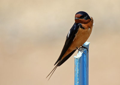 Barn Swallow 2015-04-21