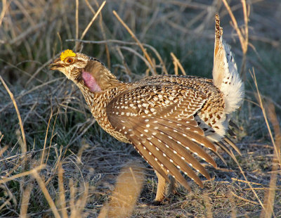 Sharp-tailed Grouse 2015-04-21