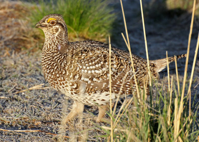 Sharp-tailed Grouse 2015-04-21