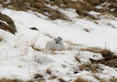 White-tailed Ptarmigan 2015-04-22