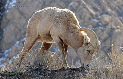 Rocky Mountain Bighorn Sheep 2015-04-22