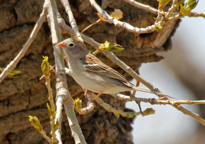 Field Sparrow 2015-04-23