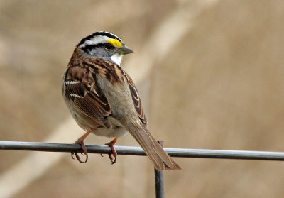 White-throated Sparrow 2015-04-23