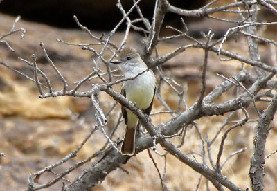 Ash-throated Flycatcher 2015-04-24