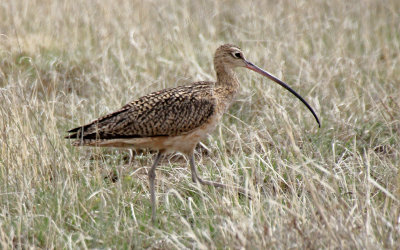Long-billed Curlew 2015-04-24