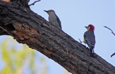Red-bellied Woodpecker 2015-04-25