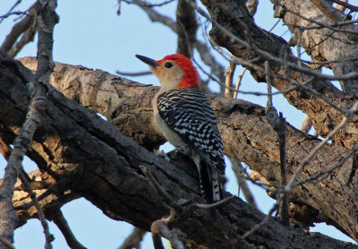 Red-bellied Woodpecker 2015-04-25