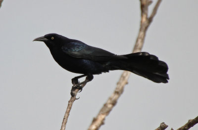 Great-tailed Grackle 2015-05-10