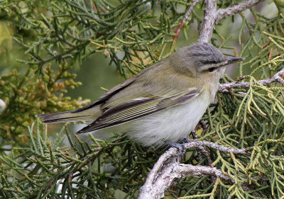 Red-eyed Vireo 2015-05-10