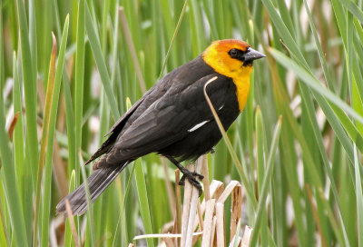 Yellow-headed Blackbird 2015-05-10