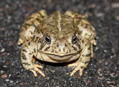 Woodhouse's Toad 2015-05-06